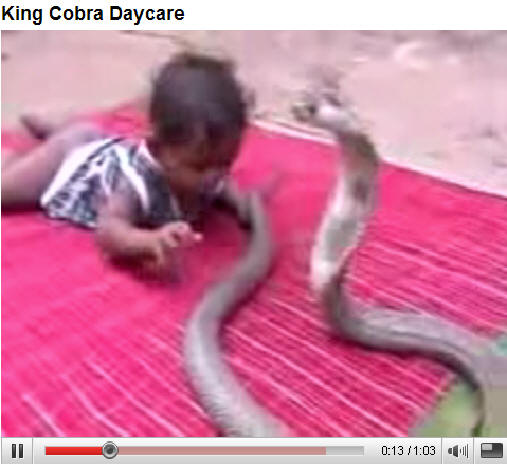 While most King Cobra daycares have 1 King Cobra to every 6 kidswhat's 